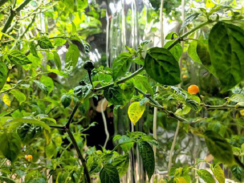 Do chứa hàm lượng cao capsaicin nên ớt Charapita có thể giúp giảm đau, hỗ trợ tiêu hóa và chống viêm nhiễm. Lượng vitamin C trong mỗi quả ớt lên đến 76,4 mg (tương đương với một quả cam trọng lượng trung bình), đây là chất chống oxy hóa, giúp ngăn ngừa lão hóa, giảm lão hóa tế bào.