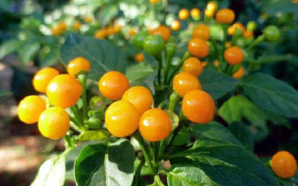 Ớt Charapita có tên khoa học là Capsicum Baccatum, thuộc họ Solanaceae. Ớt này được trồng nhiều ở phía Bắc Peru, bắt nguồn từ một thành phố có tên Iquitos, người dân ở đây gọi loại ớt này là “Charapas” - một từ lóng chỉ trạng thái tâm lý thoải mái.