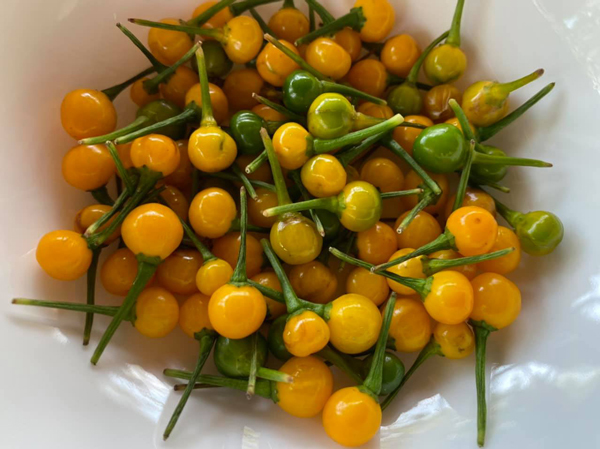  Ớt Aji Charapita được mệnh danh là gia vị đắt nhất thế giới và ít được trồng đại trà nên càng trở nên quý, hiếm. Loại quả này được nhiều nhà hàng cao cấp và giới nhà giàu ở một vài nơi trên thế giới săn đón.