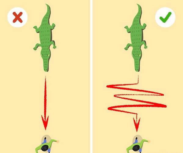 Khi bị cá sấu tấn công, bạn hãy chạy theo đường zic zắc để trốn thoát. Nhưng tốt nhất, bạn nên tránh xa những vùng nước nơi có cá sấu ra là hơn cả.
