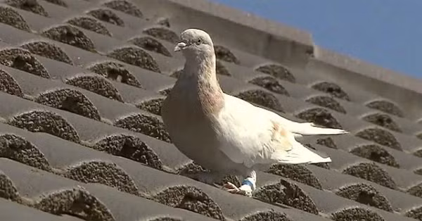 Các quan chức ở Australia đang lo lắng rằng một chú chim bồ câu đua vừa hoàn thành chuyến đi hơn 8.000 dặm từ Hoa Kỳ, mang những căn bệnh nguy hiểm tiềm tàng. Việc vô tình vi phạm luật kiểm dịch của Australia giờ đây có thể khiến con chim phải trả giá bằng mạng sống.