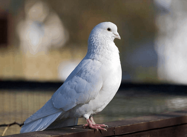 Bồ câu được biết đến là giống chim thông minh hơn so với nhiều loài chim khác. Nhờ bản năng dẫn đường mà chúng sở hữu khả năng đặc biệt, do đó, cũng có những hiện tượng lạ tồn tại xung quanh khả năng của chúng.