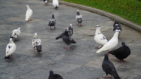 Không ai biết con chim này đã vượt qua chuyến hành trình dài hàng nghìn km như thế nào. Chim bồ câu không được biết đến là loài hay thực hiện những chuyến đi dài qua đại dương, giống như các loài chim di cư khác.