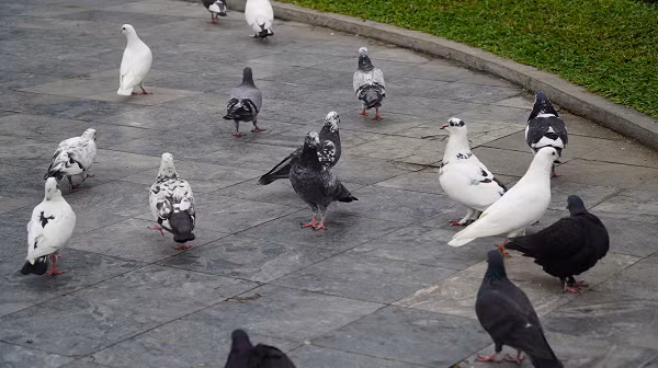 Không ai biết con chim này đã vượt qua chuyến hành trình dài hàng nghìn km như thế nào. Chim bồ câu không được biết đến là loài hay thực hiện những chuyến đi dài qua đại dương, giống như các loài chim di cư khác.