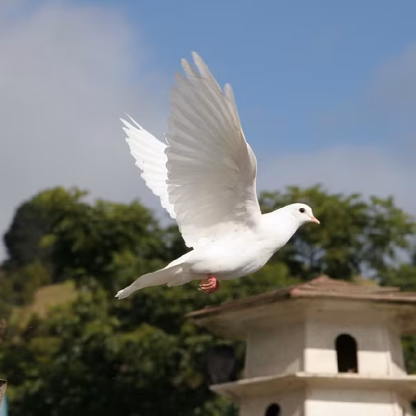 Bởi các loài chim di cư đã tiến hóa để có khả năng thích nghi đặc biệt nhằm thực hiện những chuyến đi như vậy, chẳng hạn như khả năng trao đổi chất thấp và khả năng ngủ trong khi bay.