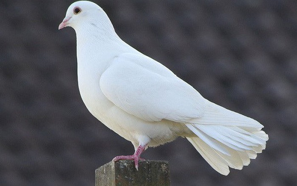 Sau khi uống một ít nước và tắm trong đài phun nước ở sân sau, chú chim bồ câu này đã quyết định bám trụ lại nơi đây. Người nhìn thấy nó, Kevin Celli-Bird, đã đặt tên con chim là "Joe" để vinh danh tổng thống đắc cử của Hoa Kỳ Joe Biden, cũng như chụp hình nó sau khi nhận thấy có một dải màu xanh trên chân của nó.