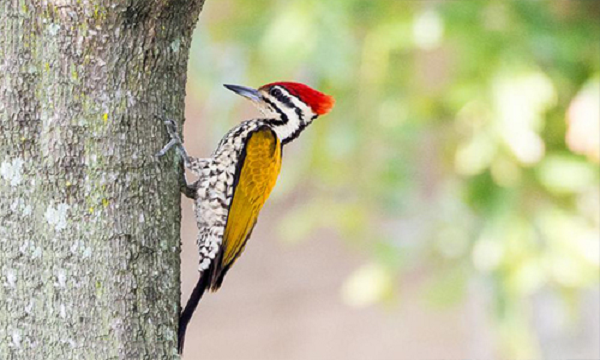 Trong một số trường hợp, chim gõ kiến chọn một thân cây rỗng và mổ mạnh vào đó để xua đuổi kẻ thù, một kẻ săn mồi tiềm năng đang đe dọa chúng. Hoặc chim gõ kiến cũng có thể đục lỗ trên thân cây để làm tổ.