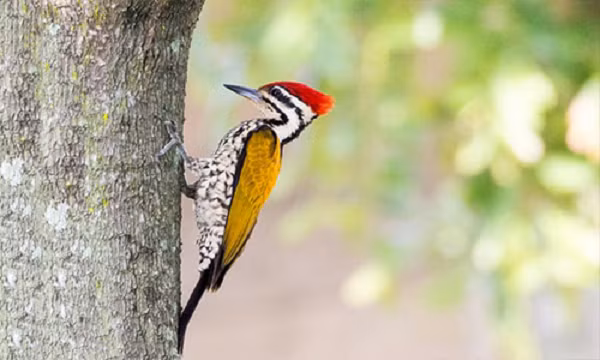 Trong một số trường hợp, chim gõ kiến chọn một thân cây rỗng và mổ mạnh vào đó để xua đuổi kẻ thù, một kẻ săn mồi tiềm năng đang đe dọa chúng. Hoặc chim gõ kiến cũng có thể đục lỗ trên thân cây để làm tổ.