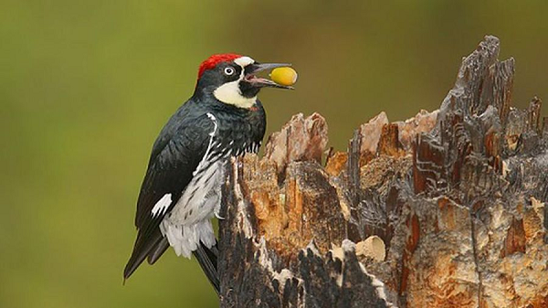 Một phần nghìn giây trước khi thực hiện cú gõ, những khối cơ dày đặc trong cổ chim co lại, trong khi mí mắt thì nhắm chặt làm cho một phần lực được giải tỏa xuống cơ ở cổ góp phần bảo vệ hộp sọ khỏi những cú đâm trời giáng.