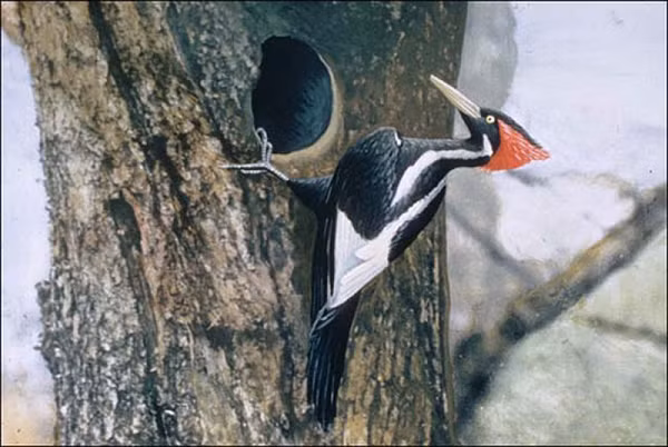 Còn khi muốn kiếm ăn, chim gõ kiến chỉ đơn giản dùng mỏ nhẹ nhàng nhặt côn trùng như các loài chim khác. Một số loài chim gõ kiến thậm chí ăn chay, với chế độ ăn bao gồm nhựa cây, quả hạch, hạt giống hoặc quả mọng và mật hoa.