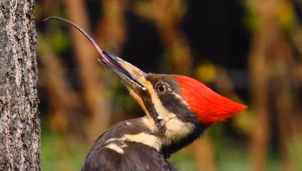 Một đặc điểm quan trọng khác nữa nằm ở lưỡi của chim gõ kiến, khiến chúng có thể hoạt động như một chiếc lò xo giảm rung chấn cho não bộ. Lưỡi của các loài chim thông thường sẽ có một lớp xương đặc bọc ngoài một lớp xương xốp ở giữa. Nhưng lưỡi của gõ kiến thì ngược lại, chúng có lớp vỏ mềm dẻo và lớp lõi cứng.
