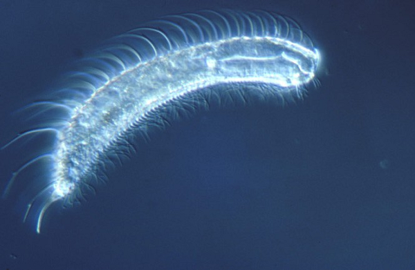 Vi sinh vật Gastrotricha có kích thước rất nhỏ bé, Vòng đời của chúng chỉ vỏn vẹn 3 ngày bởi chúng là nguồn thức ăn của những loài cá nhỏ khác sống trong cùng hệ sinh thái biển.