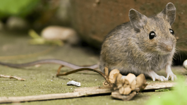 Chuột nhà có tuổi thọ 1 năm, thậm chí là vài tháng do ngộ độc thức ăn và sự tấn công của các loài thiên địch như mèo, rắn.