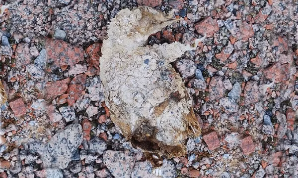 Phát hiện được công bố năm 2018, sau 2 năm tìm thấy và nghiên cứu. Hai mốc thời gian 200 và 750 năm trước, một giai đoạn thời tiết khắc nghiệt đã xảy ra khiến chúng chết hàng loạt. Điều kiện khô, lạnh của một "sa mạc băng" đã ướp xác chúng một cách tự nhiên.