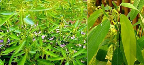 Cỏ khiêu vũ esmodium thường xuyên chuyển động nhịp nhàng, uyển chuyển và duyên dáng như vũ công.