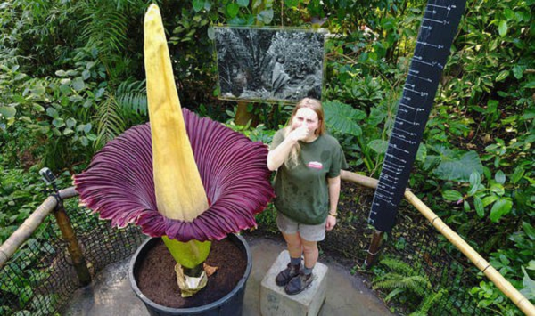 Cây xác chết (morphophallus titanum) có mùi giống như thịt thối mặc dù hình dáng, màu sắc trông chẳng tới nỗi nào.