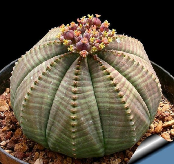 Do có hình dáng đẹp mắt, cây quả bóng được rất nhiều người yêu cây cảnh săn lùng.