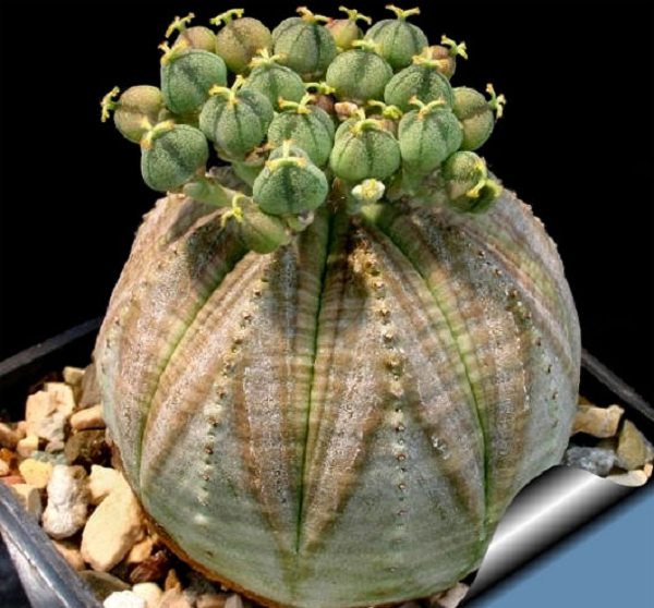 Cây quả bóng Euphorbia Obesa hay cây bóng chày . Đây là một loại xương rồng không gai, tròn trịa, mập mạp như một trái bóng.