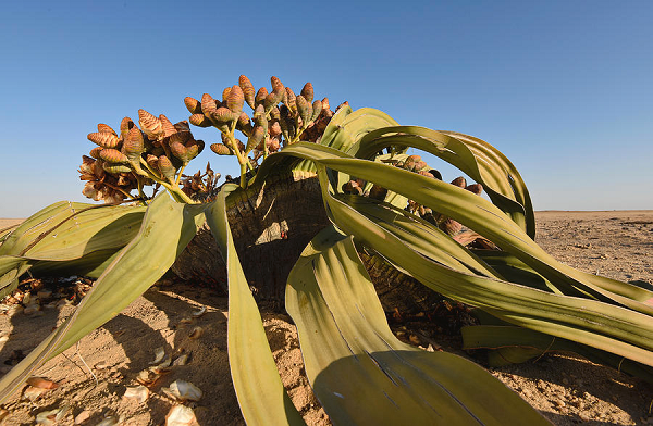Welwitschia Mirabilis của hoang mạc Namibia còn bị xếp vào nhóm 10 loài thực vật xấu xí nhất thế giới.