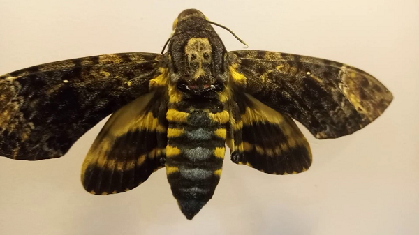 Mọi người rất ghét loại bướm này vì biểu tượng chiếc đầu lâu trên lưng chúng. Họ còn ghê sợ tiếng kêu giống như người của chúng mà người ta thường cho là nó báo trước một điềm gở.