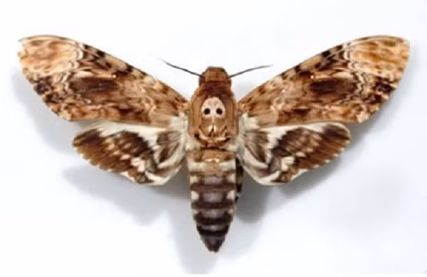 Trong cổ họng của loài bướm khác thường này có một cơ quan đặc biệt để phát ra âm thanh. Phía trong của môi có một màng cứng bằng sừng (chitin) rung lên thành tiếng khi không khí đi qua. Âm thanh bướm đầu lâu phát ra khá lớn, nghe tựa như tiếng người gào thét.