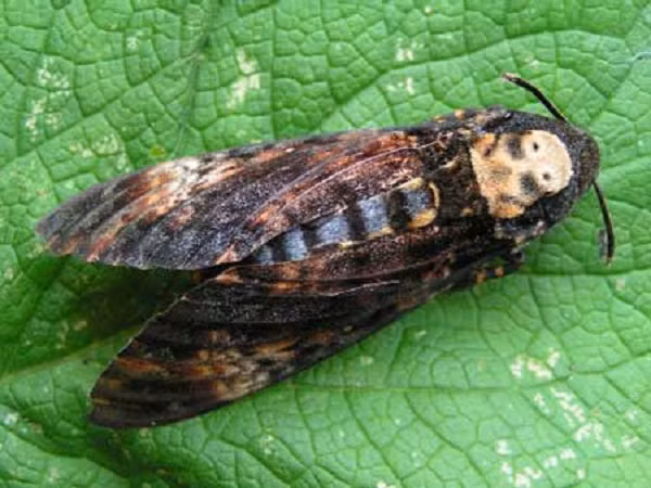 Hầu hết cư dân mạng đều cảm thấy mình đã "hồn vía lên mây" ngay từ khi vừa mới nhìn thấy loài bướm này. Rất nhiều bình luận được họ để lại với mục đích cảm thán về "độ xấu" của loài bướm này.