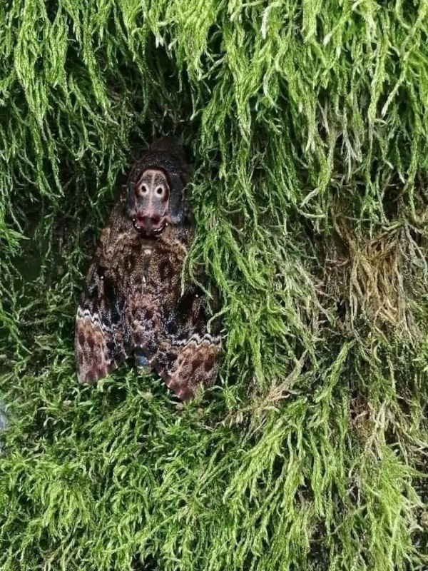 Hầu hết mọi người đều rùng mình, nổi da gà khi nhìn vào hình dạng của loài bướm mặt quỷ. Thậm chí, không ít người đã cố gắng hình dung nhưng vẫn thấy giống loài khỉ hơn.