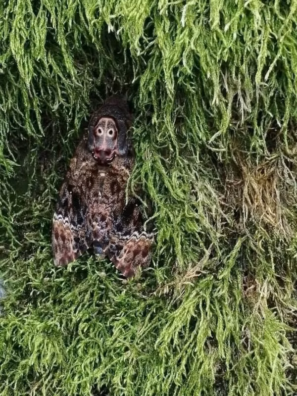 Hầu hết mọi người đều rùng mình, nổi da gà khi nhìn vào hình dạng của loài bướm mặt quỷ. Thậm chí, không ít người đã cố gắng hình dung nhưng vẫn thấy giống loài khỉ hơn.