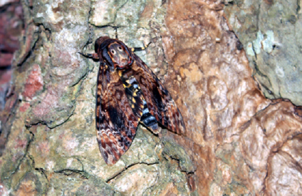 "Bướm gì thế, vừa nhìn đã hết cả hồn, tí thì ném điện thoại vào nồi lẩu vì giật mình."