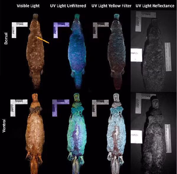 Thú mỏ vịt sở hữu bộ lông phát sáng dưới tia cực tím.