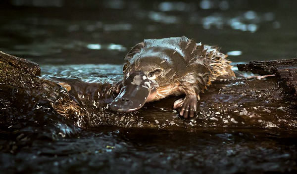 Một nhóm các nhà khoa học đã phát hiện thêm điều đặc biệt nữa ở loài động vật nhỏ kỳ lạ này đó là sữa của chúng mang cấu trúc hóa học mới có thể dùng để chống lại các “siêu khuẩn”.