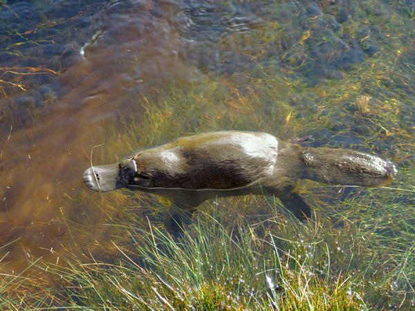 Bên cạnh đó, nhiều khả năng gen defensin là thành tố tạo nên cựa có độc nằm ở chân sau của thú mỏ vịt. Gen này có liên hệ với hệ thống miễn dịch của các loài động vật có vú khác. Trong bộ gen hoàn chỉnh của thú lông nhím, các nhà khoa học không thấy sự hiện diện của gen defensin.