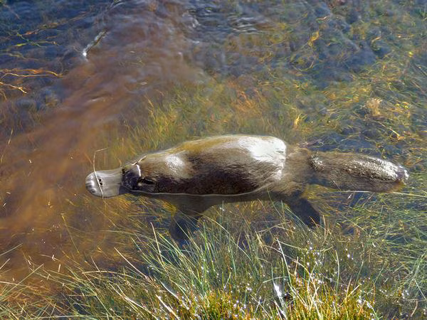 Bên cạnh đó, nhiều khả năng gen defensin là thành tố tạo nên cựa có độc nằm ở chân sau của thú mỏ vịt. Gen này có liên hệ với hệ thống miễn dịch của các loài động vật có vú khác. Trong bộ gen hoàn chỉnh của thú lông nhím, các nhà khoa học không thấy sự hiện diện của gen defensin.