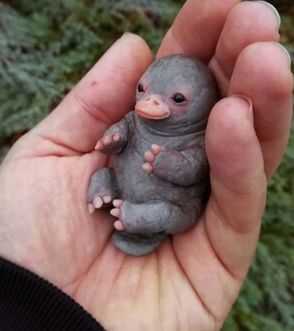 Bộ gen của cả hai loài trên đều khá nguyên thủy và không thay đổi quá nhiều, nhờ thế mà ta có thể thấy dấu vết của một loạt những loài có xương sống trong đó: các nhà khoa học thấy sự hiện diện của gen chim, bò sát và thú có vú trong bản đồ gen thú mỏ vịt.