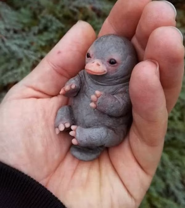 Bộ gen của cả hai loài trên đều khá nguyên thủy và không thay đổi quá nhiều, nhờ thế mà ta có thể thấy dấu vết của một loạt những loài có xương sống trong đó: các nhà khoa học thấy sự hiện diện của gen chim, bò sát và thú có vú trong bản đồ gen thú mỏ vịt.