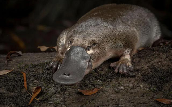 Dù vẻ ngoài của con vật này chẳng giống ai, nhưng những gen kia lại là bằng chứng không thể chối cãi cho thấy thú mỏ vịt có chung tổ tiên với những loài động vật có xương sống khác trên Trái Đất.