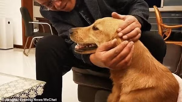 Một chú chó trung thành của gia đình tại Trung Quốc đã nỗ lực không mệt mỏi để đi bộ 100km, cố gắng tìm về nhà chủ cũ của mình, sau khi chủ để nó lại nhà một người bạn nhờ chăm sóc hộ.