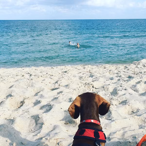 Tình hình đại dịch trở nên phức tạp, khiến tương lai việc nhà Eilbeck quay lại Mỹ trở nên mù mờ hơn bao giờ hết. Pip vì thế sẽ phải trải qua hành trình đến Úc một thân một mình.