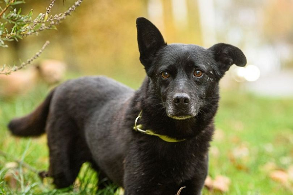 Những người bạn 4 chân luôn khiến chúng ta bất ngờ vì năng lực phi thường của chúng. Trước đó, Một chú chó mù đã đi bộ tổng cộng 18 dặm (hơn 28km) trong suốt 5 ngày sương giá để được đoàn tụ với chủ cũ của mình. Chú chó lai đen 12 tuổi ấy tên là Gary.