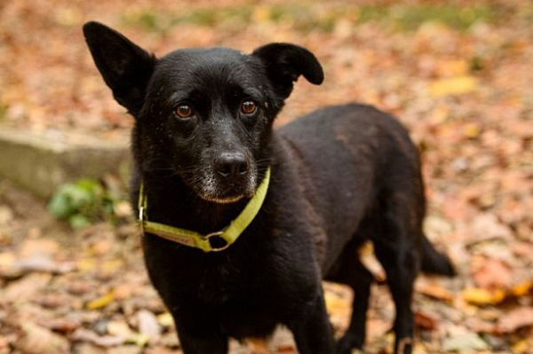 Tuy nhiên chỉ sau 1 ngày ở ngôi nhà mới ấm cúng, Gary đã trốn về nơi cũ khi nhảy ra khỏi xe ô tô và chạy mất. Cuối cùng tìm thấy Gary đang ngủ trong một khu rừng địa phương, chỉ cách ngôi nhà cũ của nó vài mét. Điều đó có nghĩa là Gary đã đi một quãng đường 18 dặm (hơn 28km).