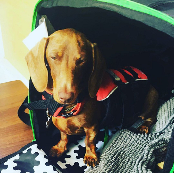 Melissa Young - thành viên của tổ chức giải cứu động vật The Sparky Foundation - ra mặt, tình nguyện bay cùng với Pip. Sau đó vượt qua nhiều khó khăn cũng nỗ lực của chủ nhân, Đến ngày 11/8, Pip cuối cùng cũng tới được sân bay Sydney, đoàn tụ với nhà Eilbeck sau 5 tháng chia xa. Một cuộc tái ngộ tràn đầy cảm xúc.