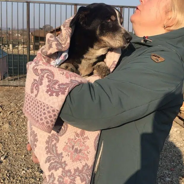 Sau đó, nhân viên tại trung tâm này đã đăng ảnh của Dik lên mạng xã hội để mong tìm được chủ nhân mới cho con vật. Thật tình cờ và may mắn, gia đình nhà chủ của Dik đã nhìn thấy và lập tức tìm đến trung tâm bảo hộ động vật để đón con vật về.