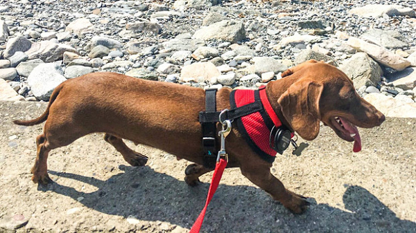 Cô chó Pip bé nhỏ đã bị mắc kẹt lại bang South Carolina ở thời điểm đại dịch căng thẳng nhất ở Mỹ. Thời điểm ấy, chủ nhân của Pip - Zoe và Guy Eilbeck - bắt buộc phải bỏ ngang chuyến hành trình đi thuyền vòng quanh thế giới để trở về Úc.