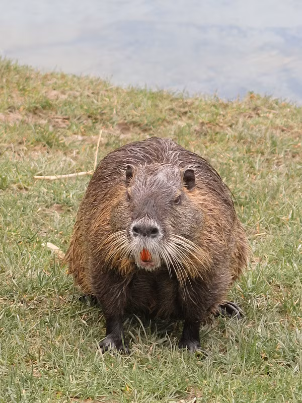  Chuột hải ly (Myocastor coypus) trông như họ hàng xa của hải ly, nhưng chúng là động vật ăn cỏ. Chúng có thể rất hung dữ trong một số tình huống. Chính mầm bệnh chúng mang trên mình biến loài vật này thành mối đe dọa.
