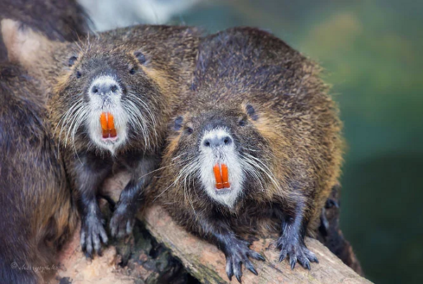 Ở Mỹ và Hàn Quốc, loài vật nhỏ bé này cũng trở thành "tội phạm bị truy nã". Giết một con có thể đổi lấy phần thưởng lần lượt là 6 USD và 20.000 Won.