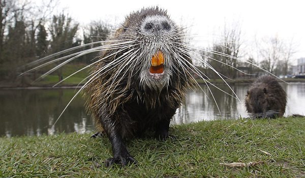 Hải ly thích "xây nhà", thì chuột hải ly thích "phá nhà". Chúng thích đào hố, và thường thì chúng thích đào hố dưới các bến tàu, đường xá và các tòa nhà khác của con người dẫn đến rung chuyển nền của tòa nhà.