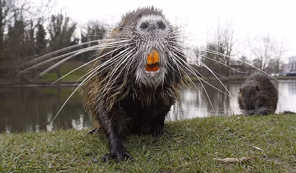 Hải ly thích "xây nhà", thì chuột hải ly thích "phá nhà". Chúng thích đào hố, và thường thì chúng thích đào hố dưới các bến tàu, đường xá và các tòa nhà khác của con người dẫn đến rung chuyển nền của tòa nhà.