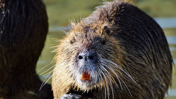 Ở châu Âu, hải ly được Liên hợp quốc bảo vệ, ở Trung Quốc, hải ly được xếp vào danh sách những loài động vật được bảo vệ cấp 1. Trong khi đó, loài chuột này lại trở thành kẻ ăn tàn phá hại khét tiếng ở nhiều nơi trên thế giới.