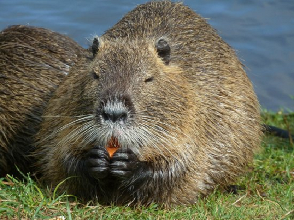 70 năm sau khi nhập cư vào Bắc Mỹ, lãnh thổ của loài chuột này liên tục được mở rộng, gây ra mối đe dọa nghiêm trọng đối với môi trường sinh thái địa phương.