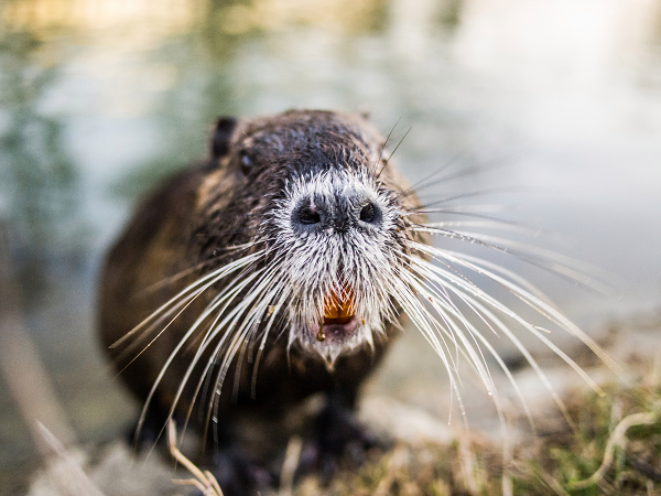 Tại mỗi vùng đất mà chúng đi qua, đất sẽ trở nên tơi xốp do không có rễ cây và dễ bị xói mòn bởi các tác động từ môi trường tự nhiên. Chưa kể đến việc ăn hoa màu, bởi vậy nơi chuột hải ly sinh sống thường trở thành đầm lầy.